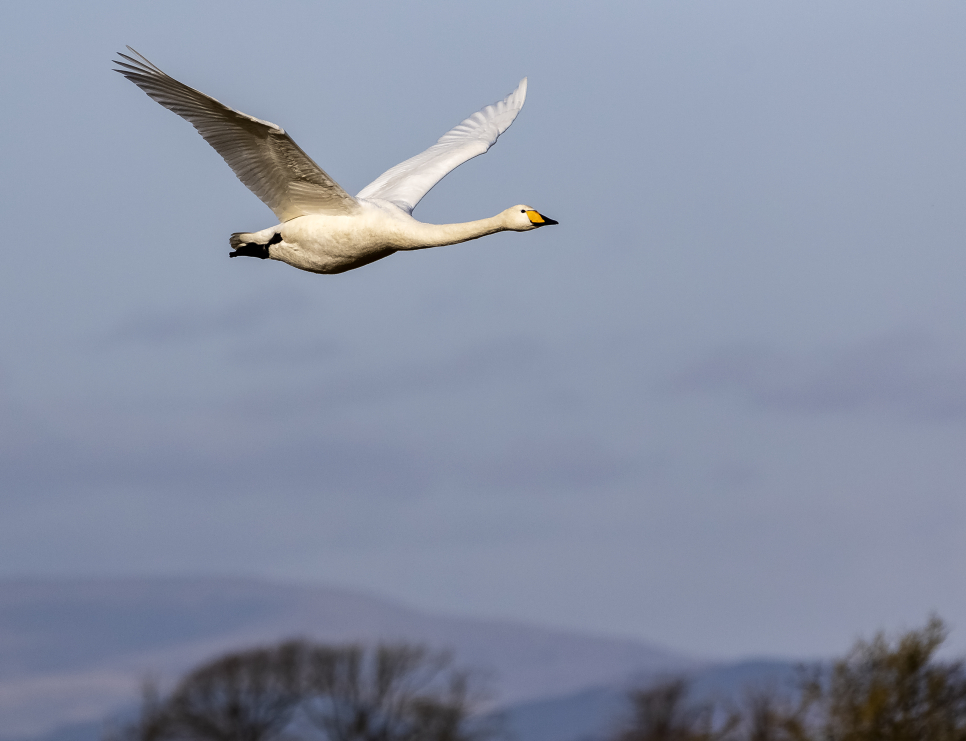 January Whooper Swan Update